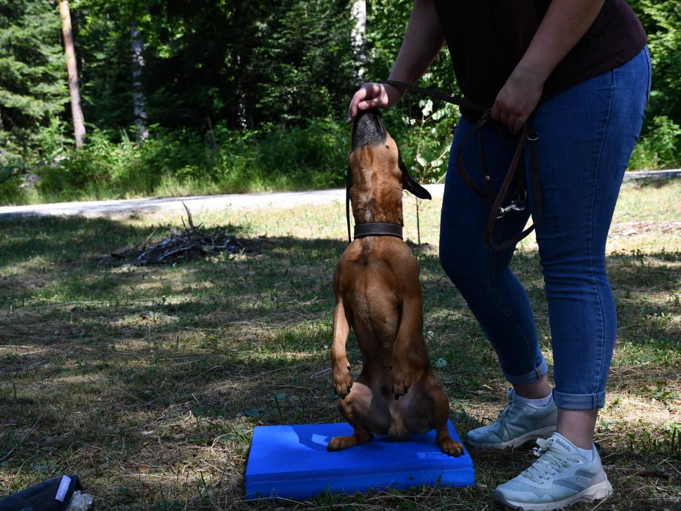 Hund bei einer aktiven Übung auf dem Balance-Pad
