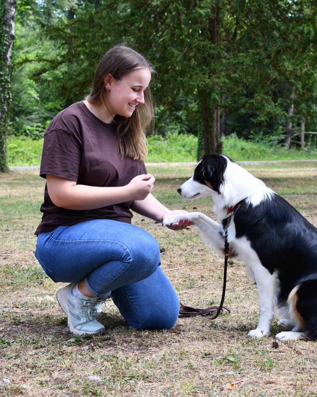 Hundephysiotherapie – Behandlung eines Hundes