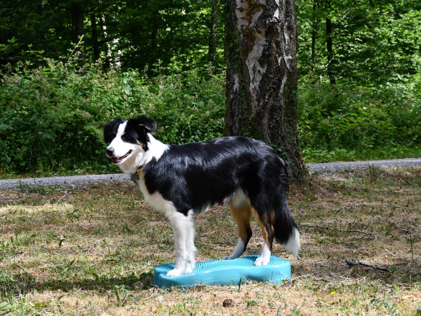 Hund beim Balance-Training auf dem Pad